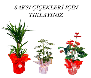 Saksı Cicekleri