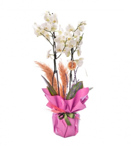 Beyaz Orkide Lavanta