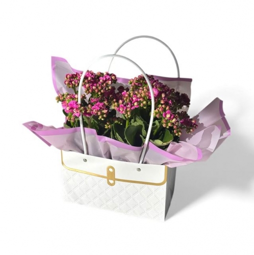 Çantada Mor Kalanchoe