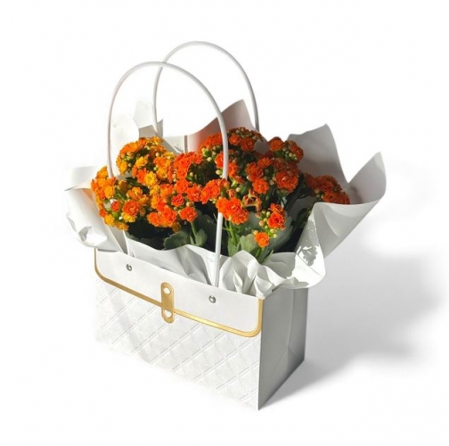 Çantada Turuncu Kalanchoe