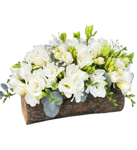 Doğal kütükte beyaz frezya