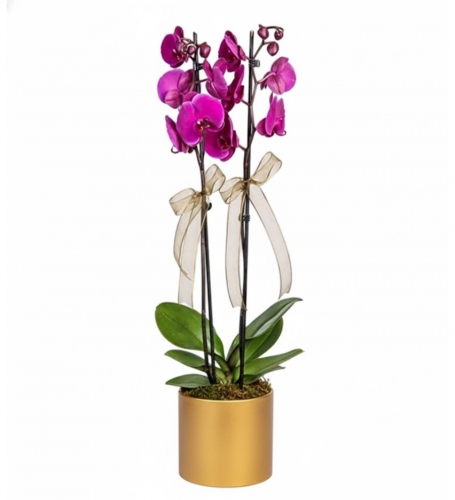 Gold Vazoda Mor Orkide 