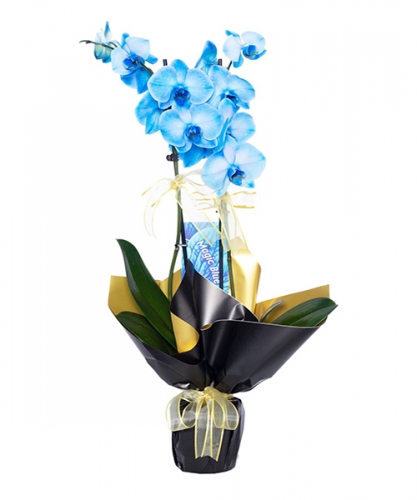 Mavi Orkide Ambalajlı