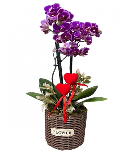 Sepette Mini Ortkide