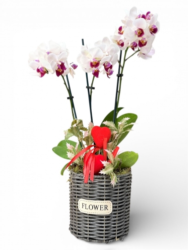 Mini Orkide Beyaz