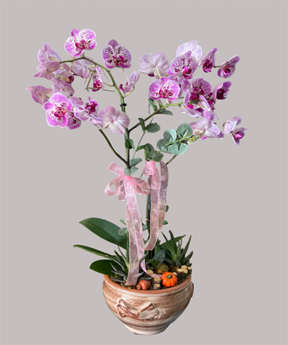 Dekoratif saksıda orkide 