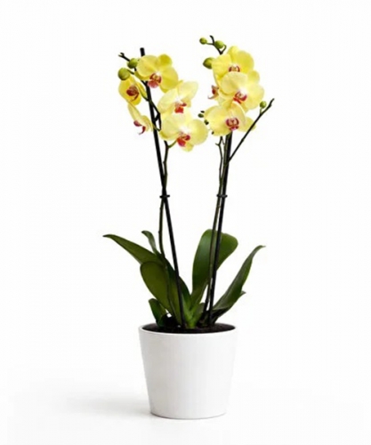 Sarı Orkide 